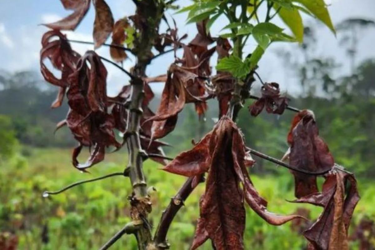 A vassoura-de-bruxa é causada pelo fungo Ceratobasidium theobromae. Foto: Adilson Lima/Embrapa