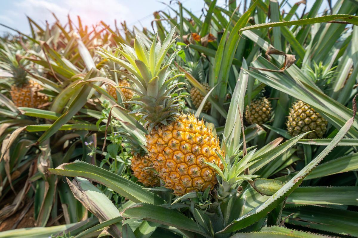 cultivar abacaxi