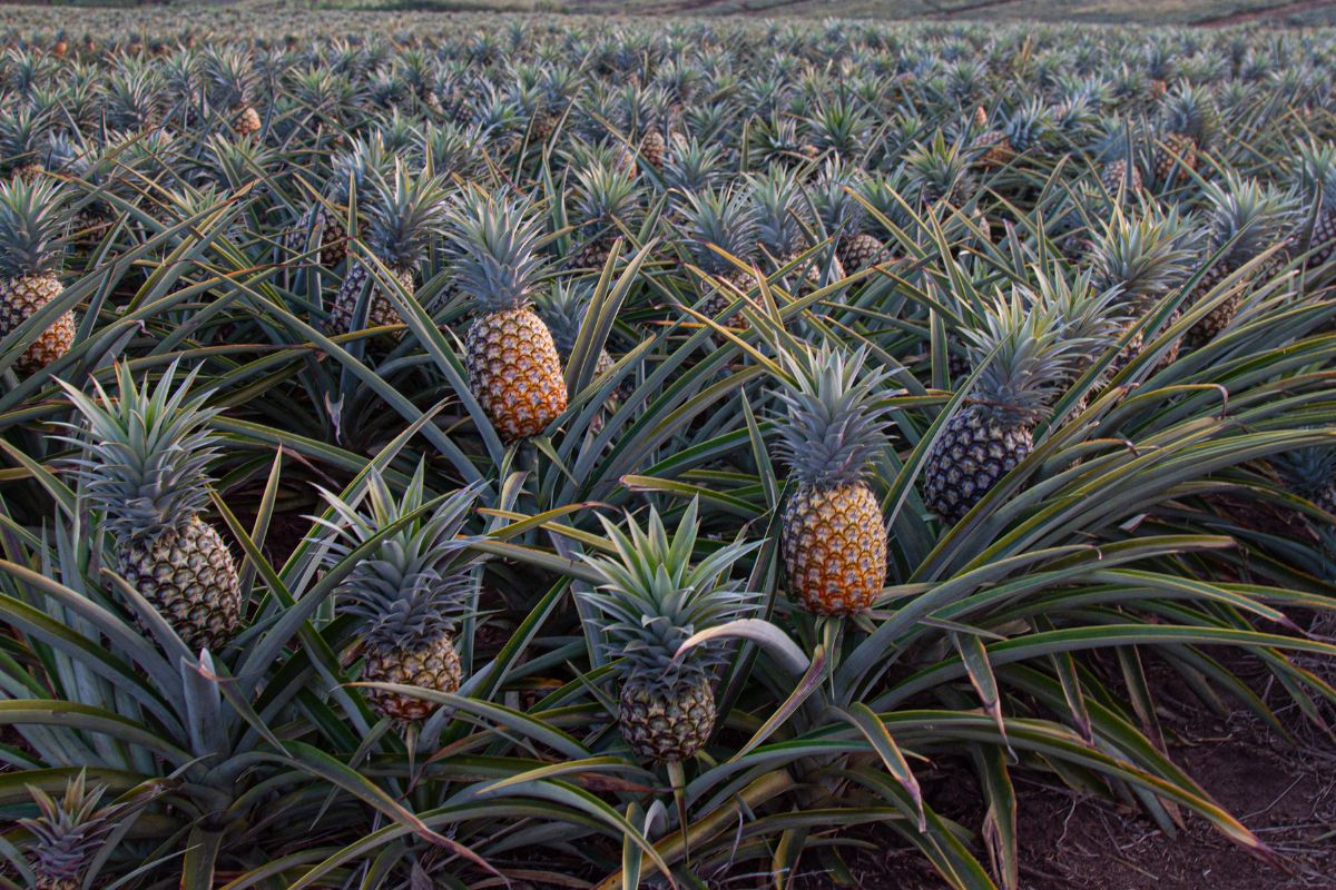 cultivar abacaxi