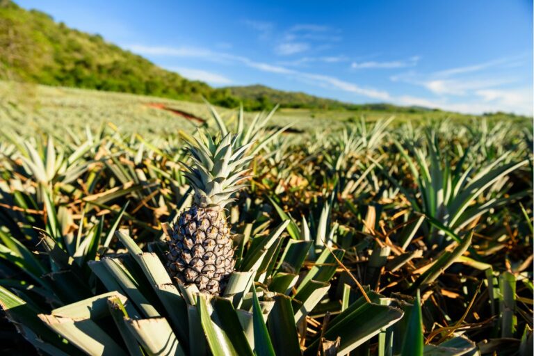 Tudo o que você precisa saber para cultivar abacaxi