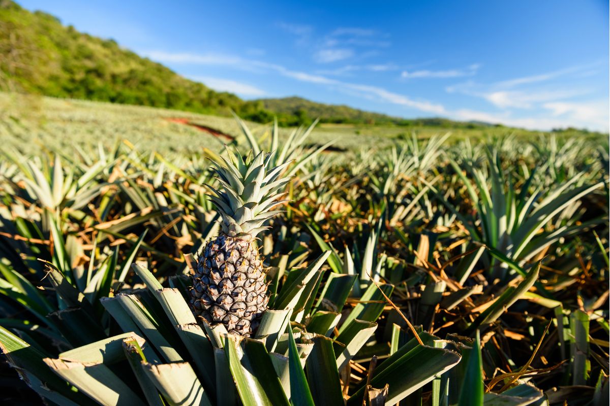Foto: Adobe Stock