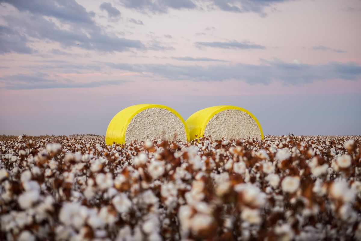 Brasil é o maior exportador e o terceiro maior produtor mundial de algodão. Foto: Adobe Stock