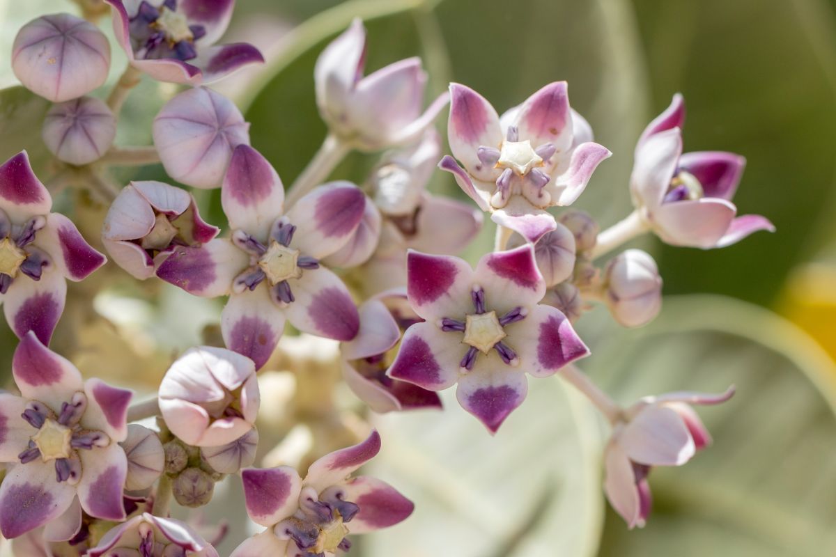 Foto: Adobe Stock