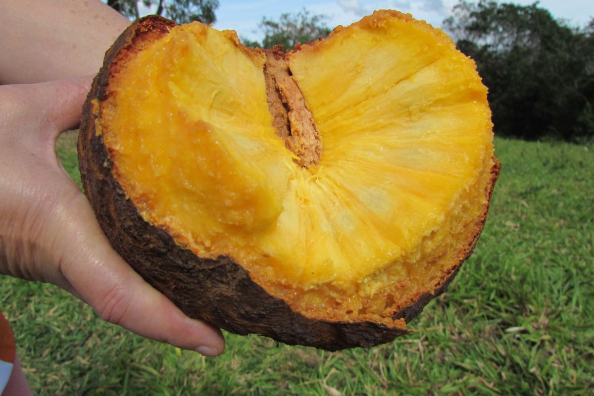 frutas do cerrado