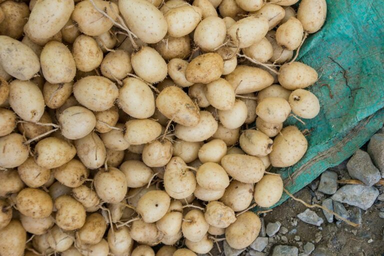 Conheça a batata ancestral com gosto de milho