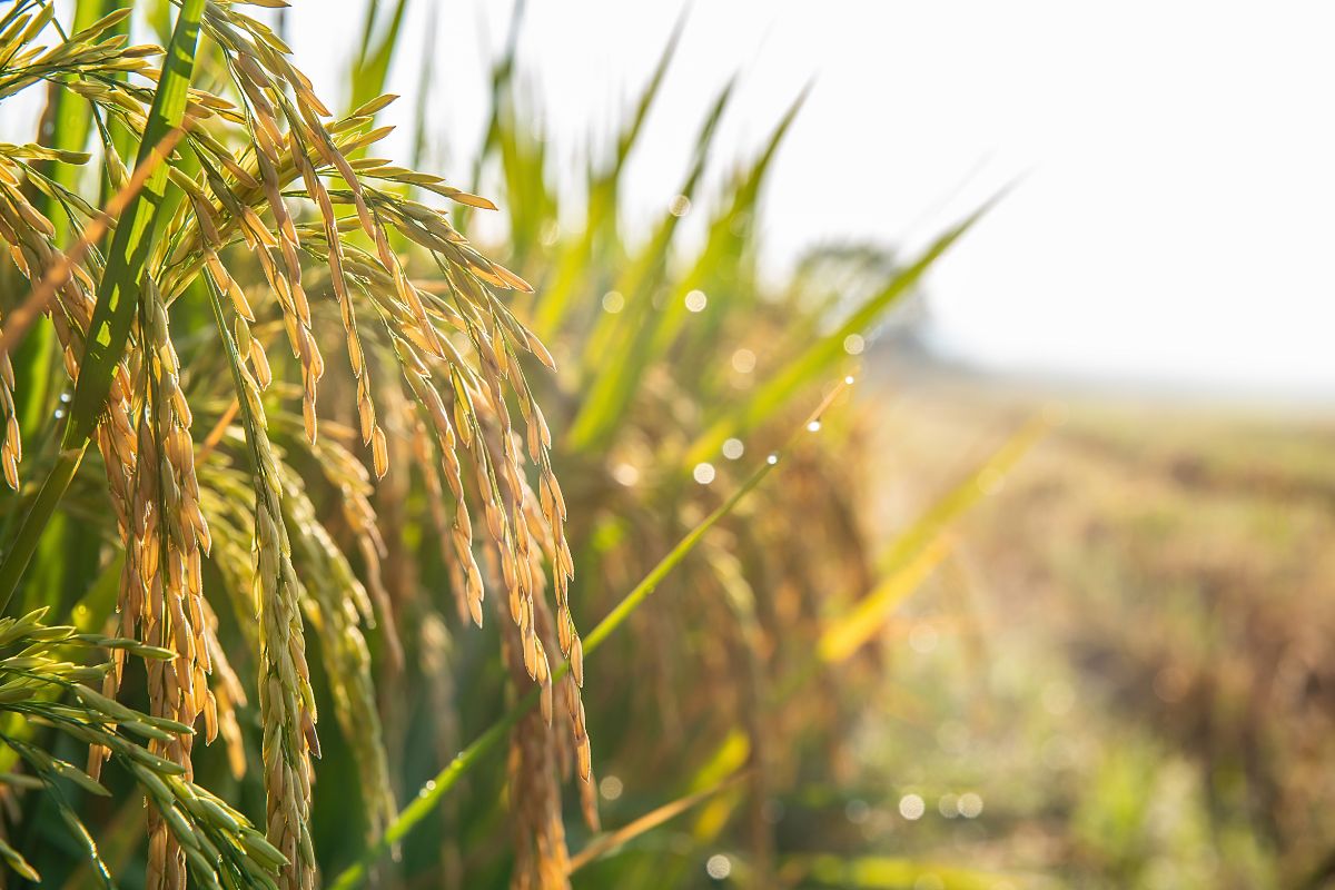 Dia internacional do arroz