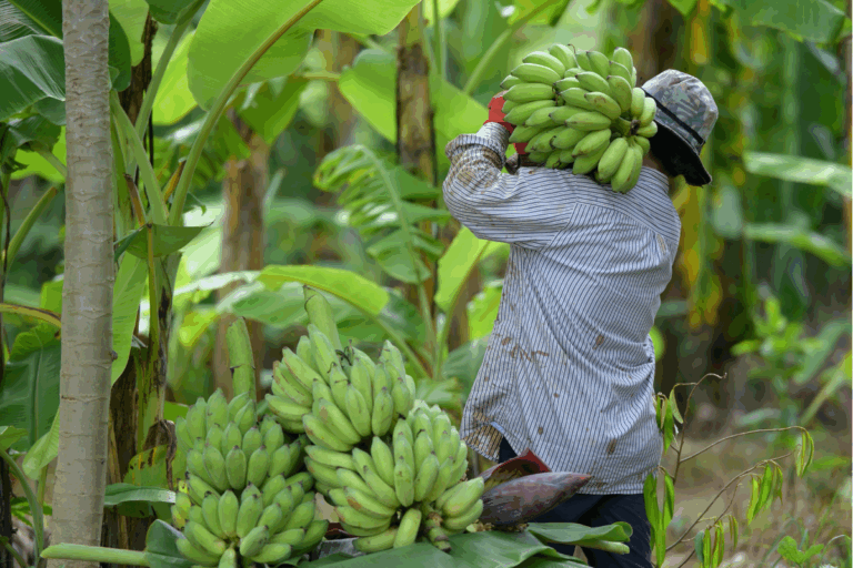 Importação de banana do Equador preocupa produtores de Minas Gerais