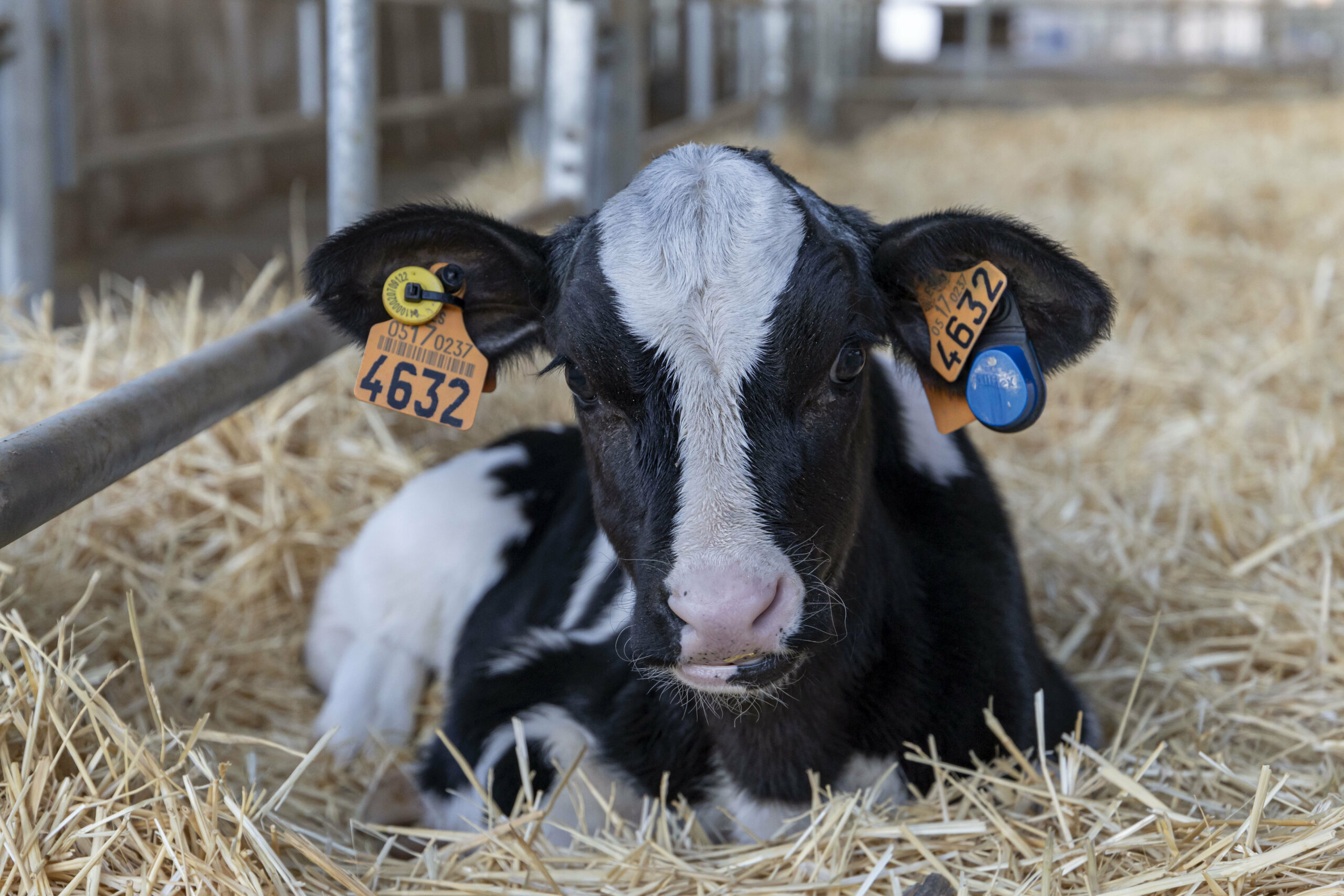 Com os brincos, algoritmos conseguem acompanhar os animais desde a fase inicial da vida. Foto: MSD Saúde Animal/Divulgação