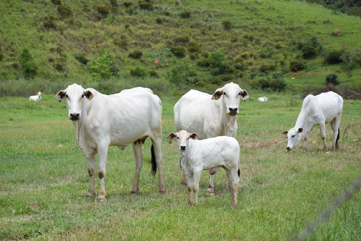 Bezerro registrou valorização de 2,18% em setembro. Foto: Adobe Stock