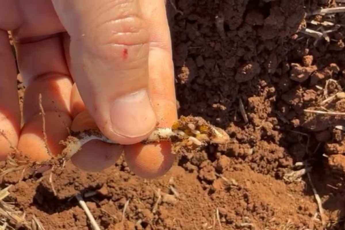 Larva ataca a semente da soja e causa falhas na plantação. Foto: RTC/Divulgação