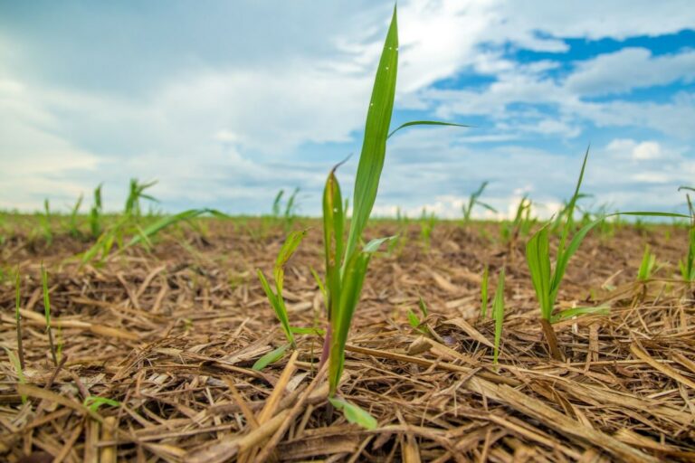 Produção de biometano no Brasil pode mais do que triplicar até 2027, diz Copersucar