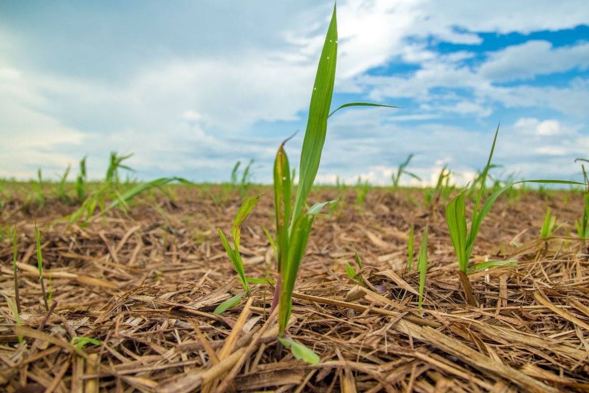 Palha da cana é uma das fontes utilizadas pela indústria para a produção de biometano. Foto: Adobe Stock