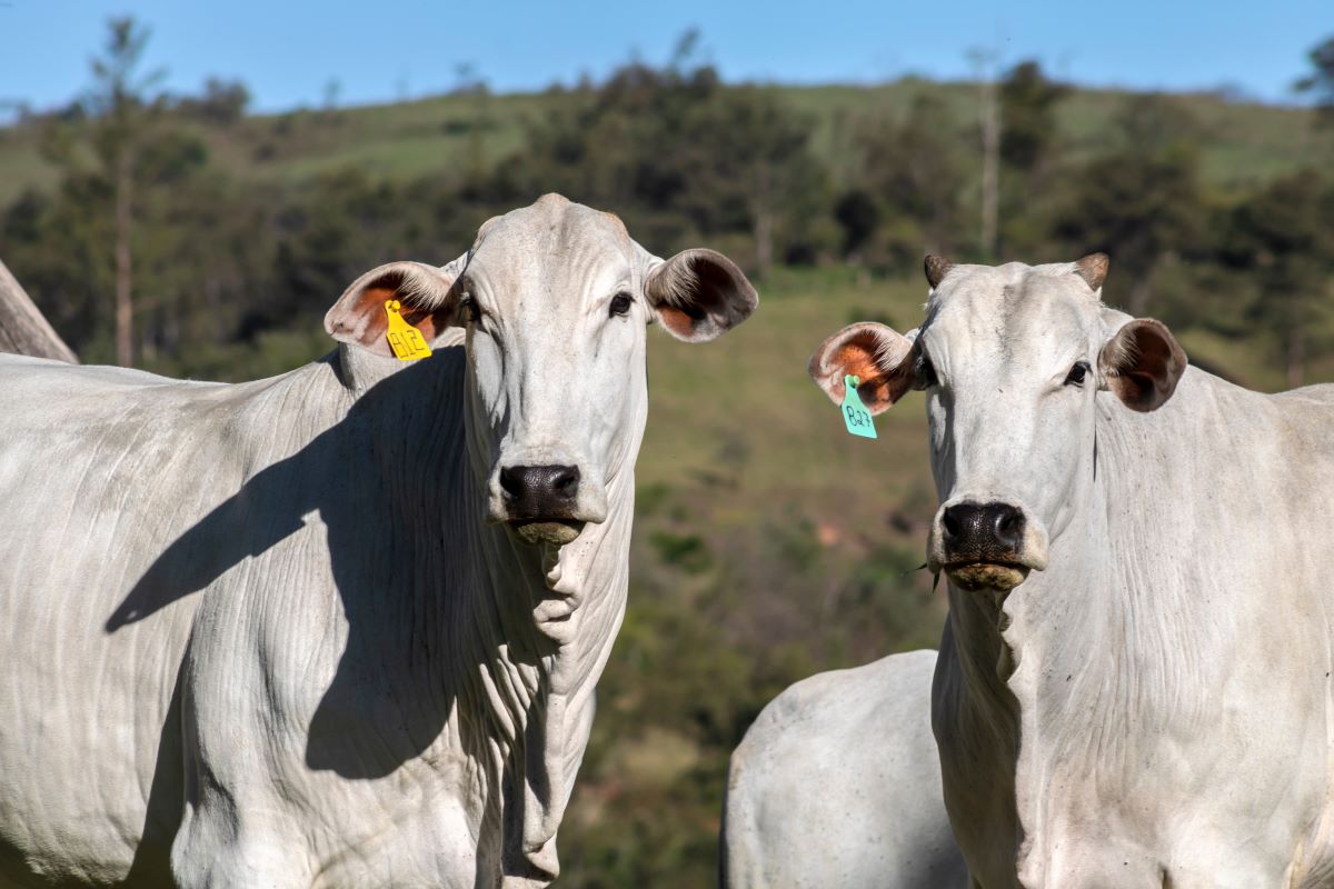 Preços devem ser impulsionados pela menor oferta de animais e pela expectativa de recuperação gradual do consumo doméstico. Foto: Adobe Stock