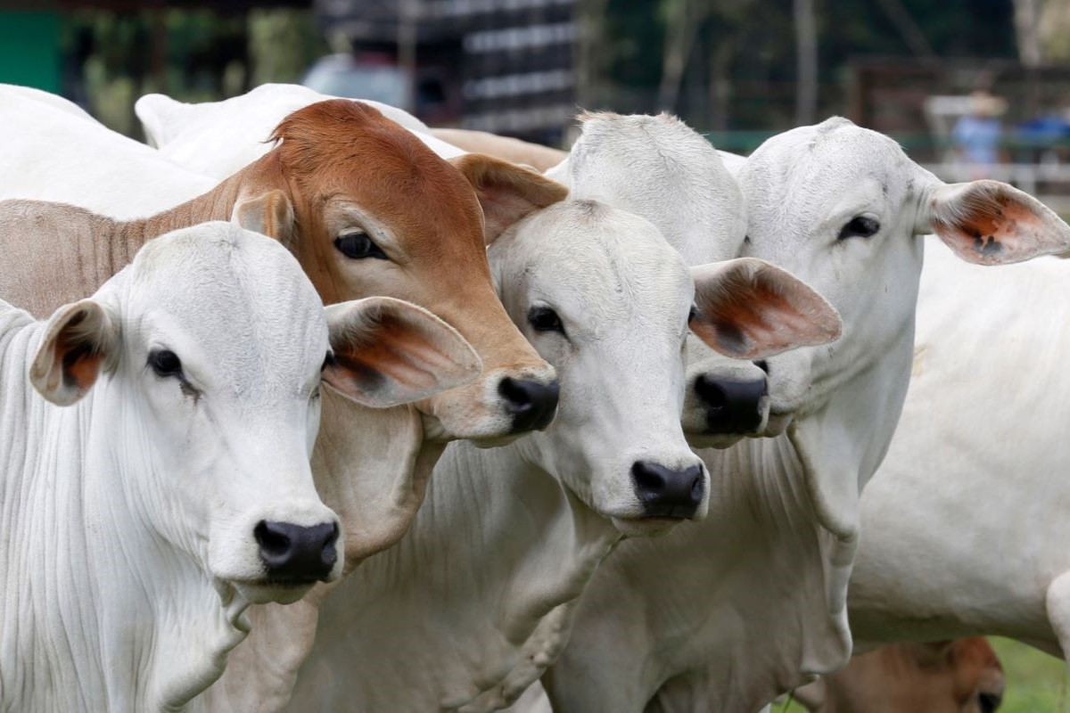 Produção de carne deve recuar entre 5% e 6% no próximo ano, como resultado do abate de fêmeas. Foto: Adobe Stock