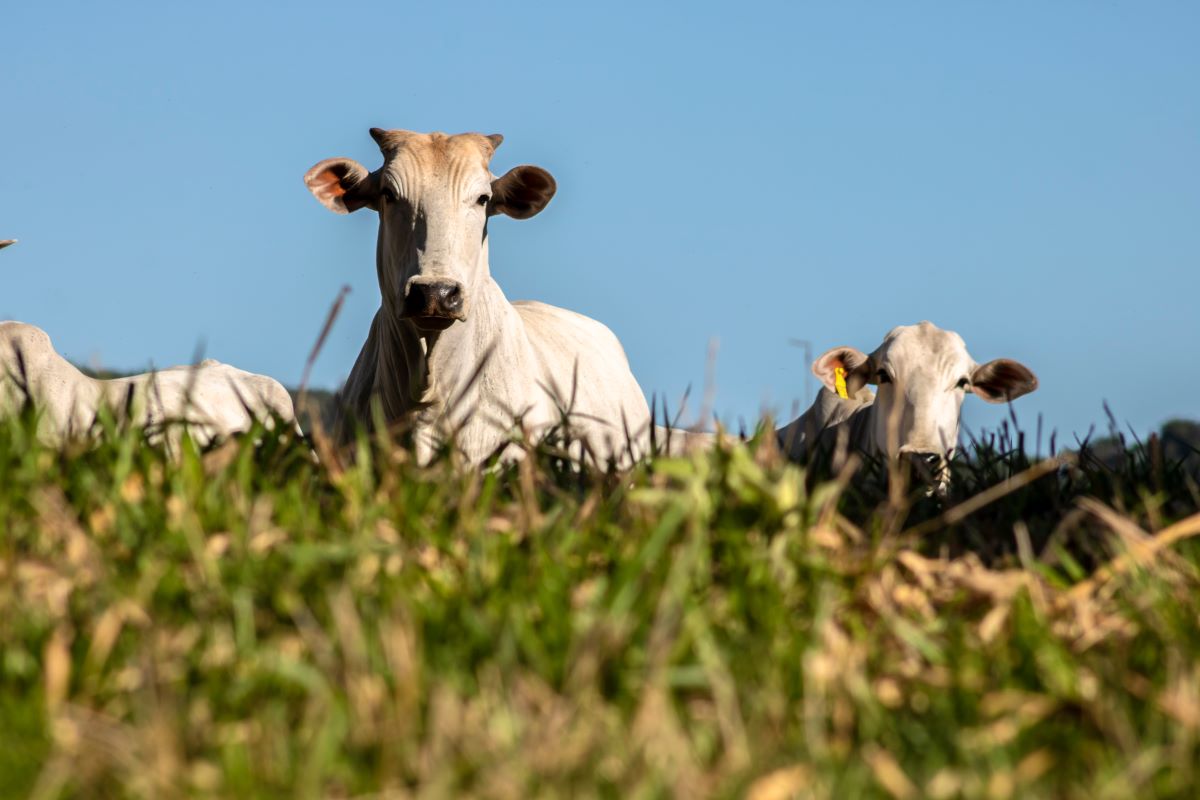 Arroba do boi gordo teve alta de 1,07% durante a primeira semana de outubro. Foto: Adobe Stock
