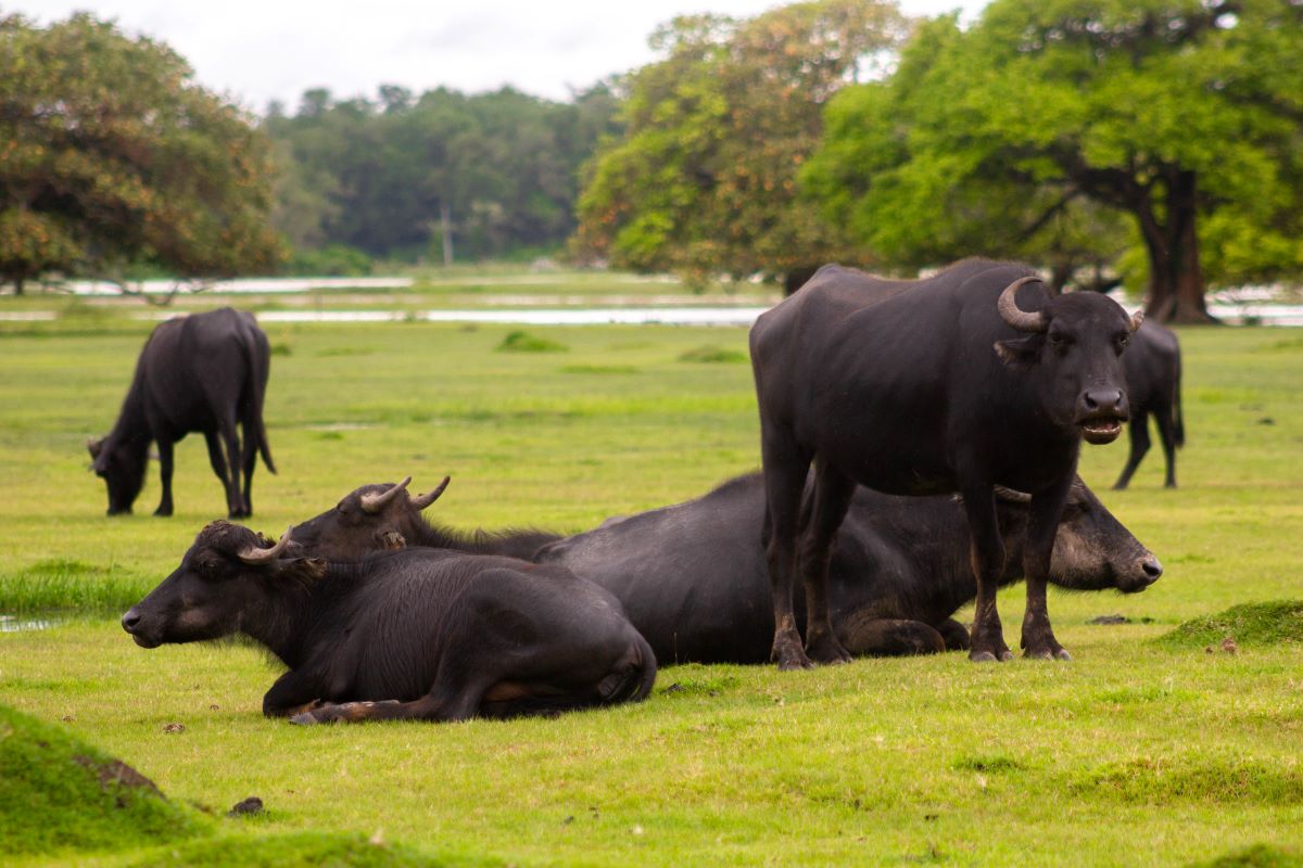 Animal está no cotidiano dos moradores da Ilha do Marajó. Foto: Adobe Stock