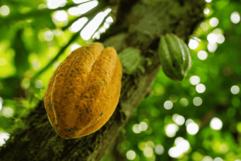 Cacau desponta como nova aposta do Agro no Norte de MG