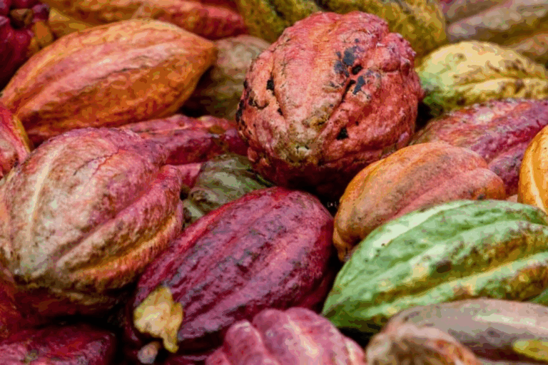 Cacau e fruticultura impulsionam recorde de produção agrícola na Bahia