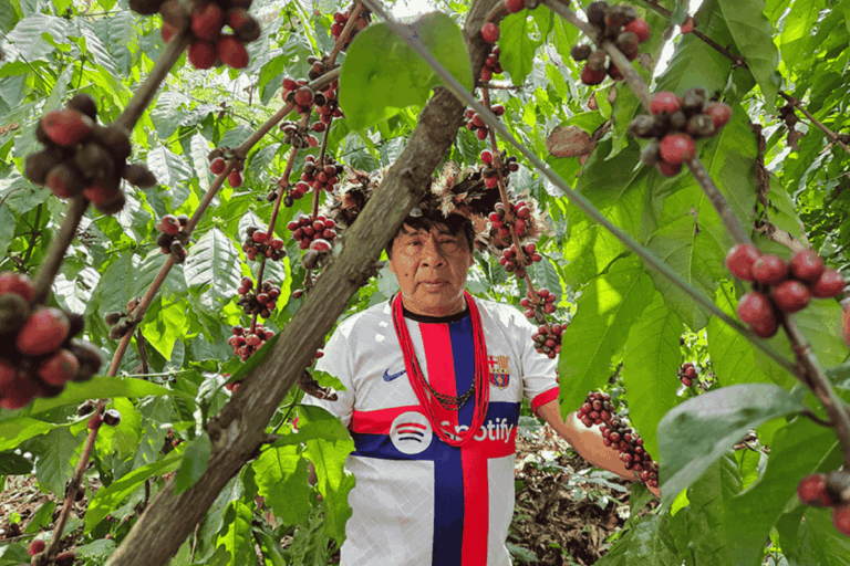 Cafeicultura de Rondônia une tecnologia e sustentabilidade para crescer