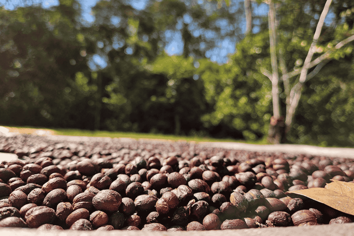 café robusta amazônia rondônia