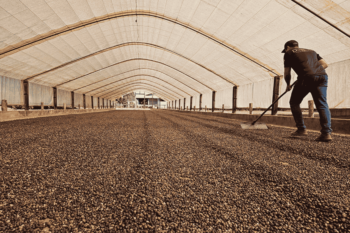 café robusta amazônia rondônia