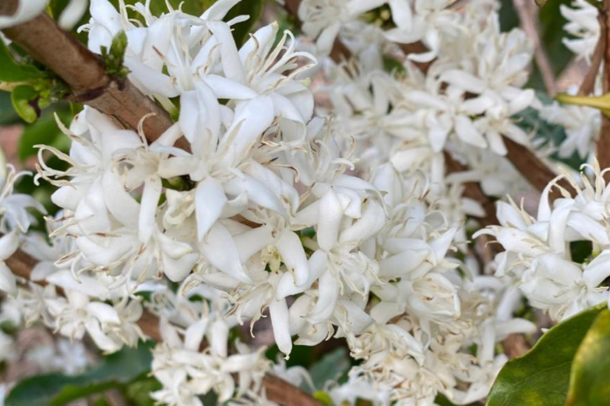 Cafezal em flor: produtores de 30 municípios poderão agregar valor com o selo de IG. Foto: Antonio Tiveron