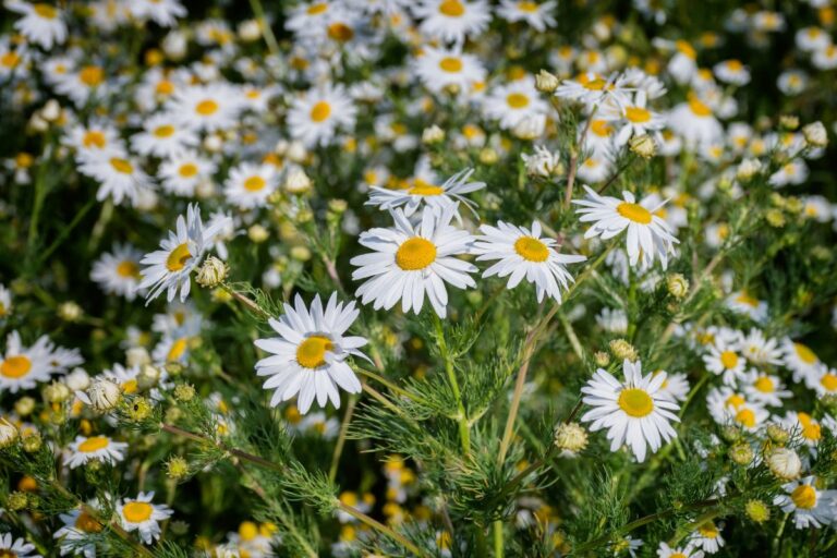 Esta flor que acalma também fortalece a agricultura