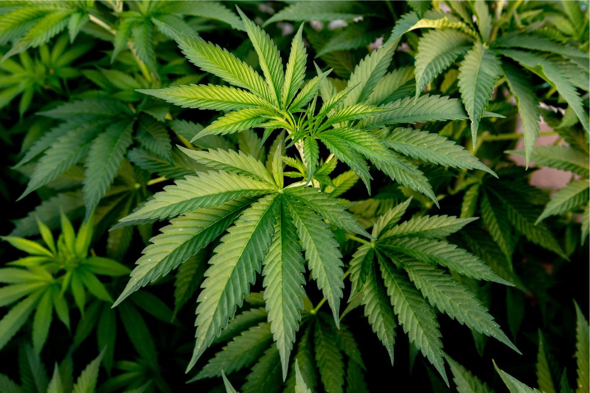 cultivo da cannabis no Brasil