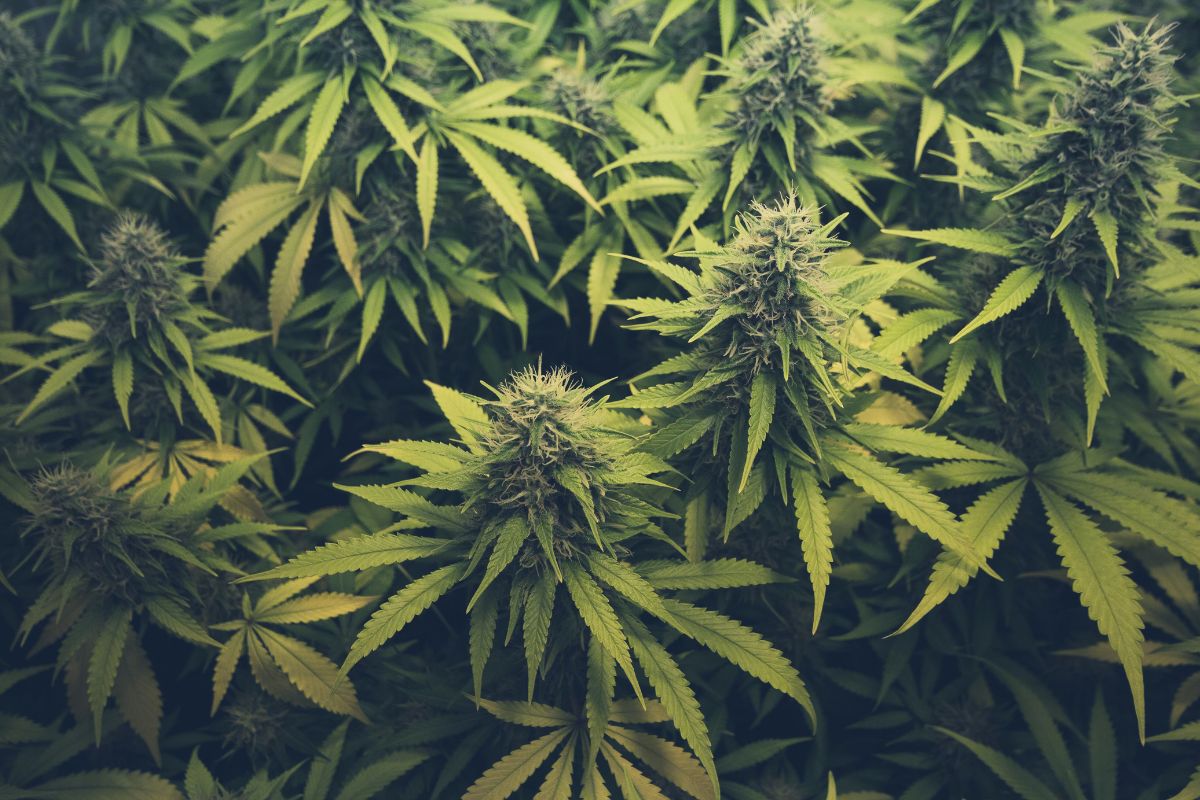 cultivo da cannabis no Brasil