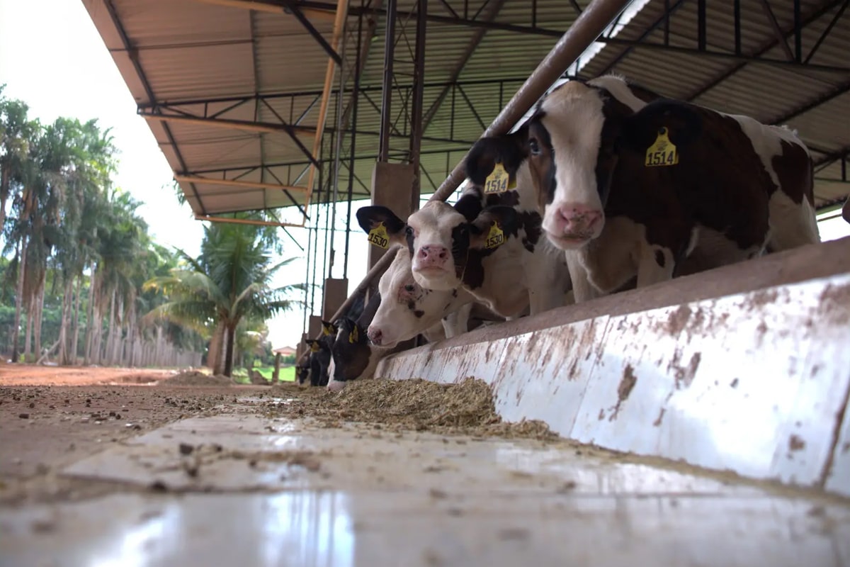 Nestlé impulsiona a sustentabilidade na cadeia do leite por meio do Programa Nature por Ninho