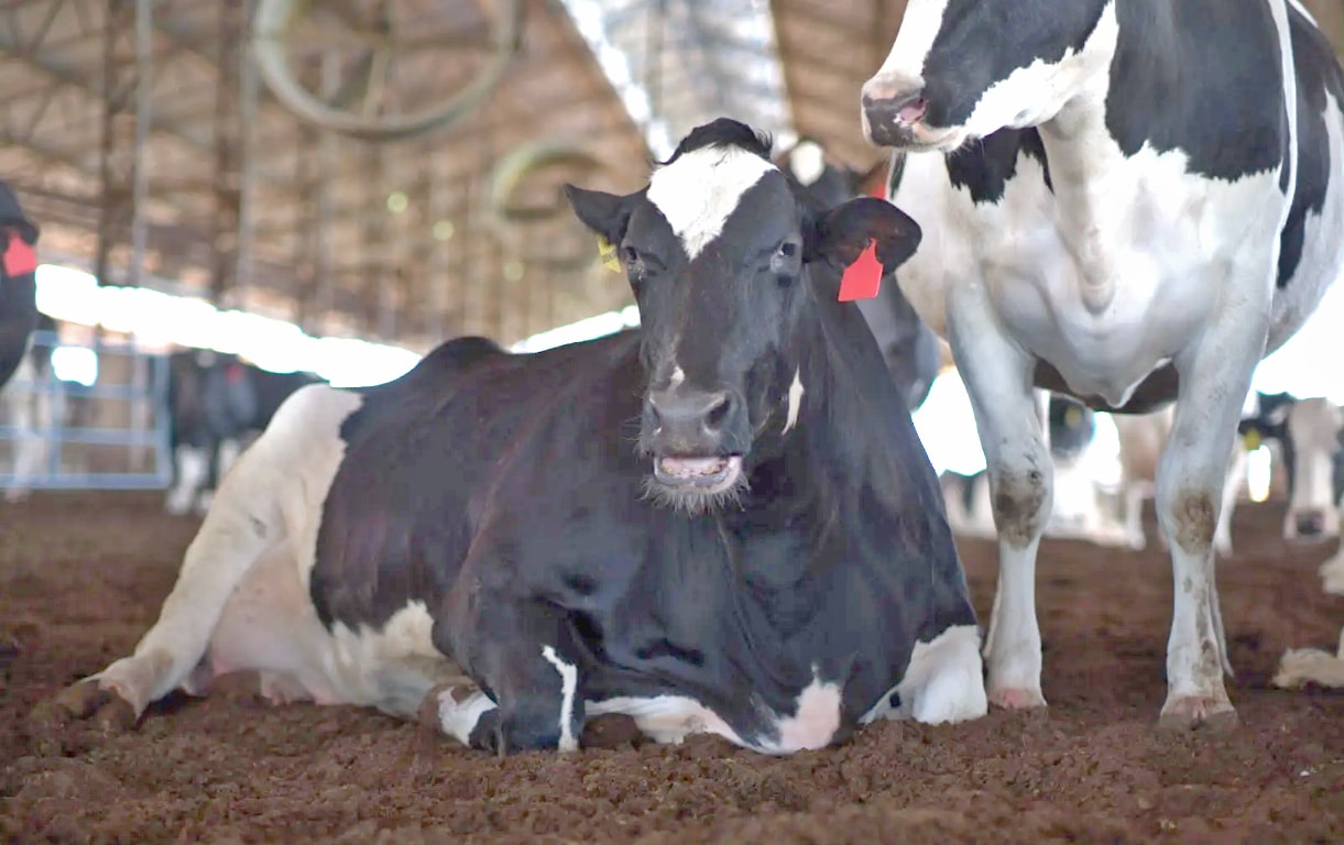 Nestlé impulsiona a sustentabilidade na cadeia do leite por meio do Programa Nature por Ninho