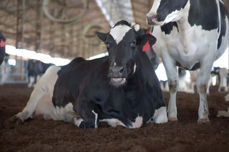 Nestlé impulsiona a sustentabilidade na cadeia do leite por meio do Programa Nature por Ninho