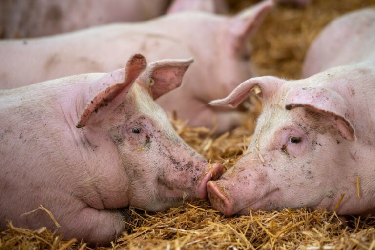 Uso consciente de antimicrobianos ganha força na produção de carnes; entenda