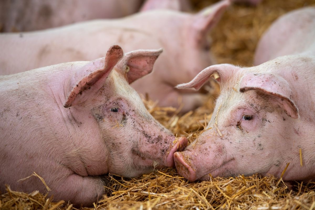 Resistência de bactérias exige uso prudente de antimicrobianos para prevenir infecções em animais. Foto: Adobe Stock
