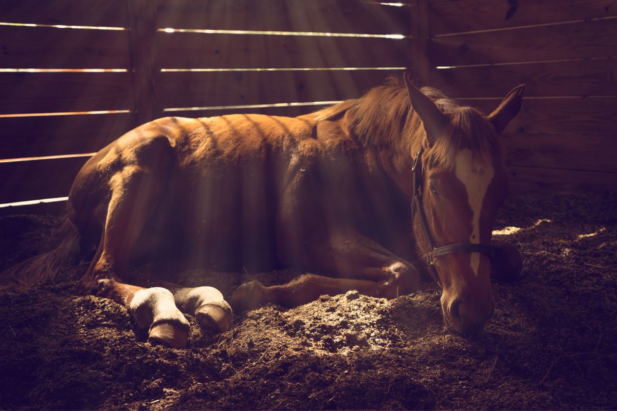 Febre equina