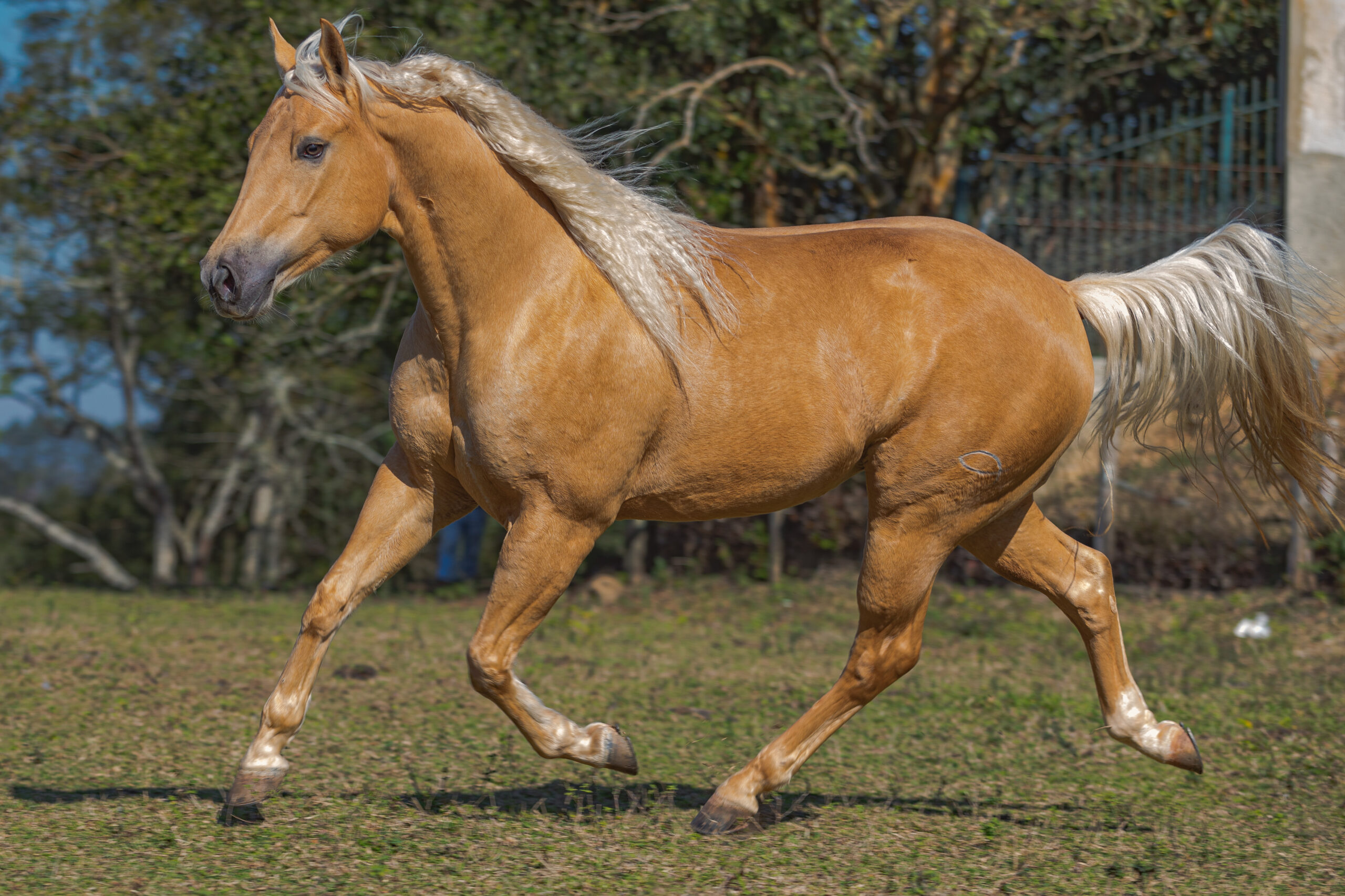 cavalo Quarto de Milha