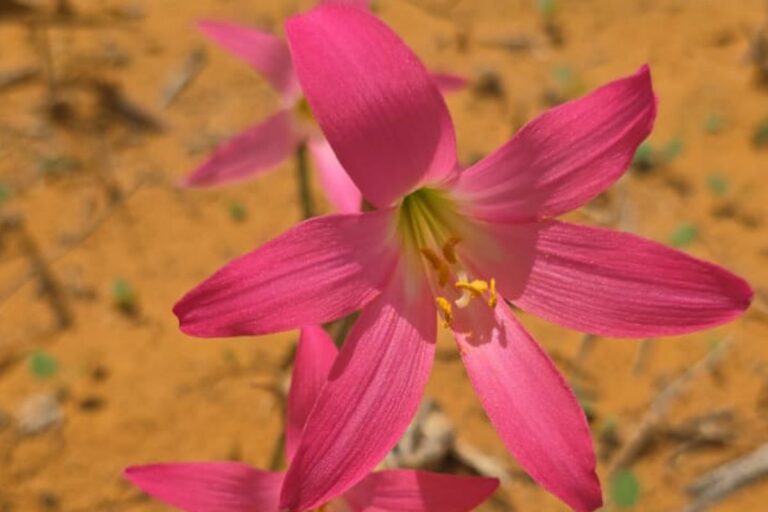 Conheça a flor que desafia a seca da Caatinga