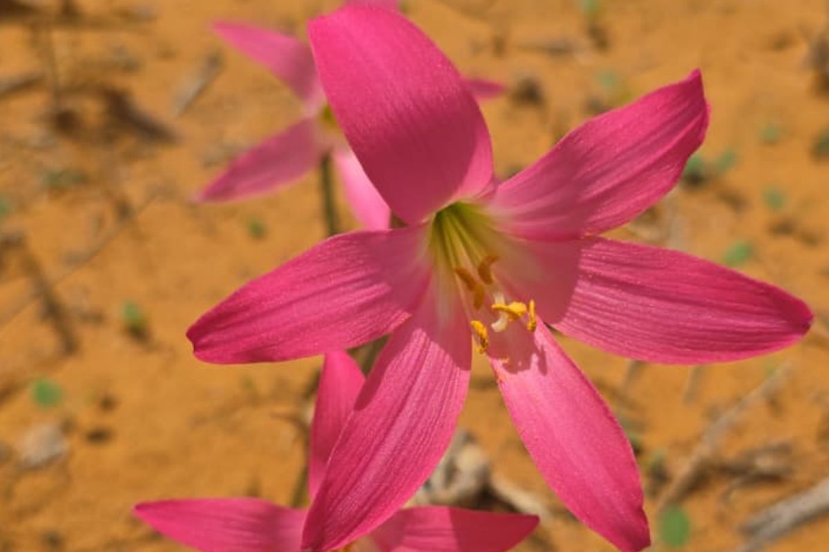 Foto: @Ciel_Brejão/Instagram