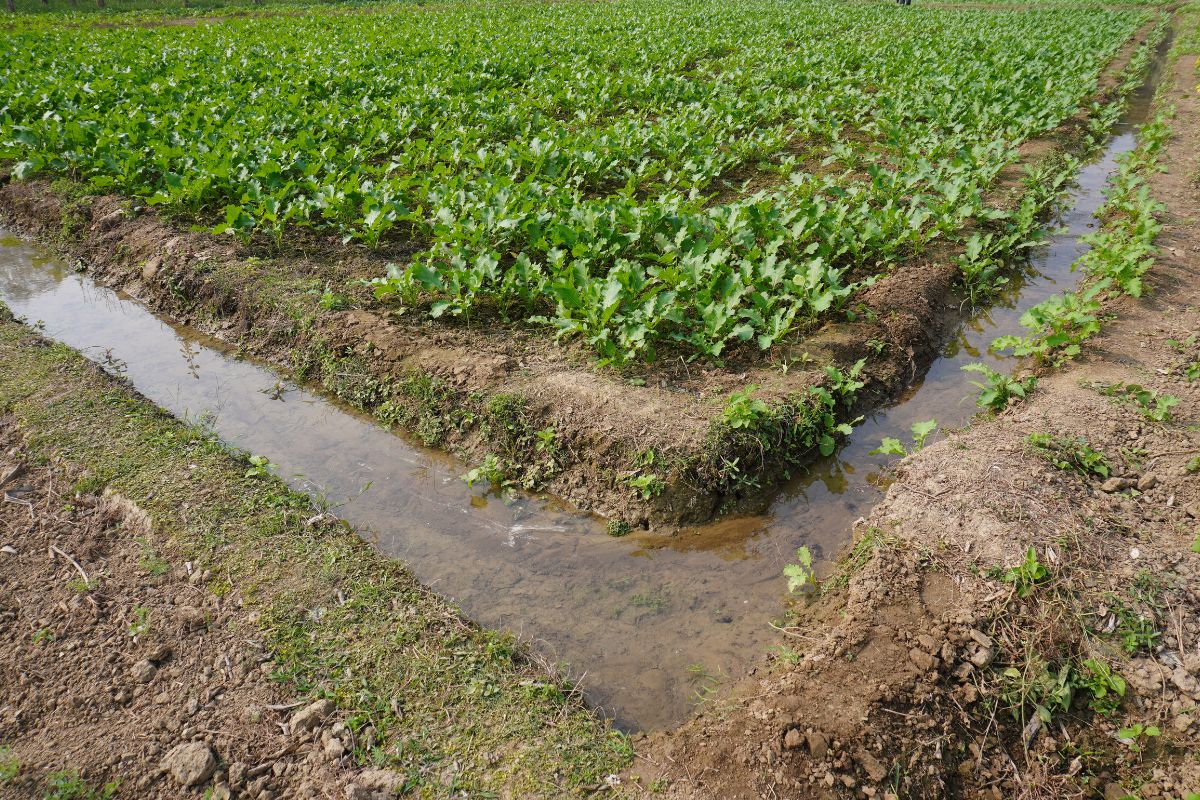 Sistema de drenagem na lavoura