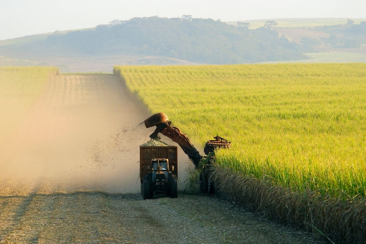 O comércio de etanol e açúcar entre Brasil e EUA é regido por um sistema de tarifas e cotas. Foto: Adobe Stock