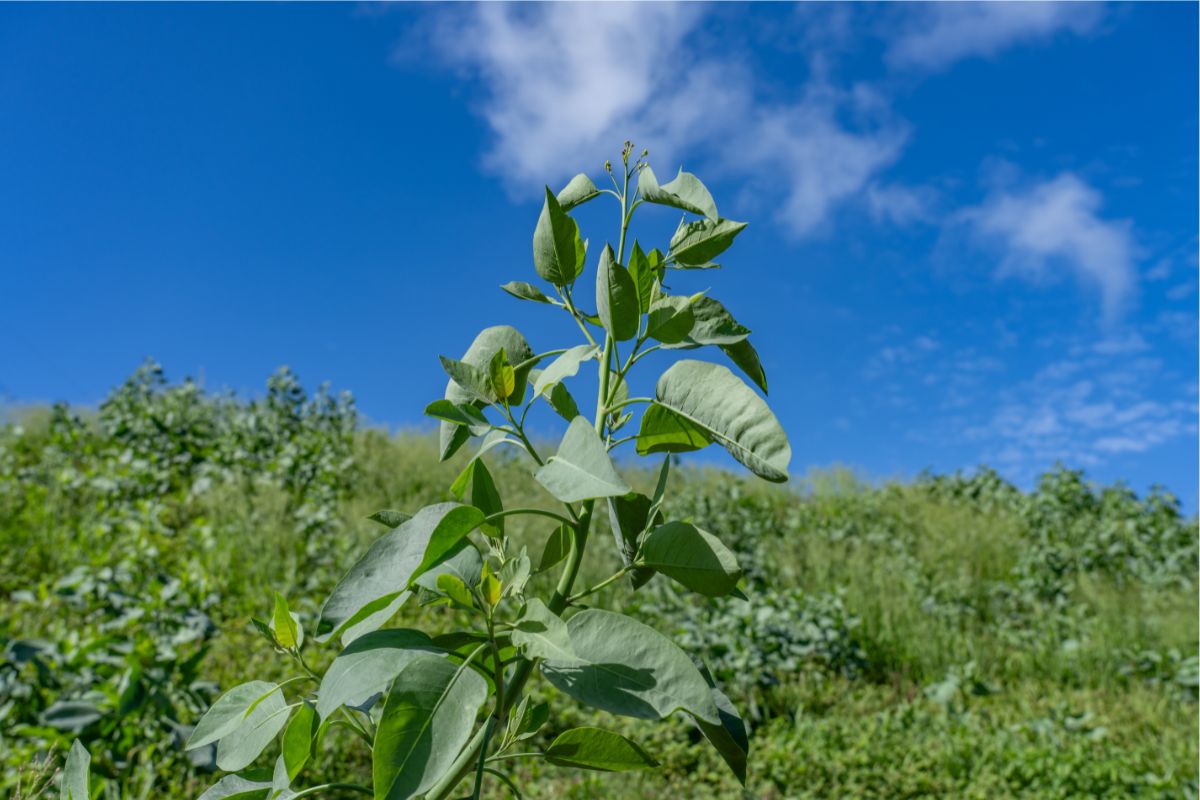 nicotiana glauca