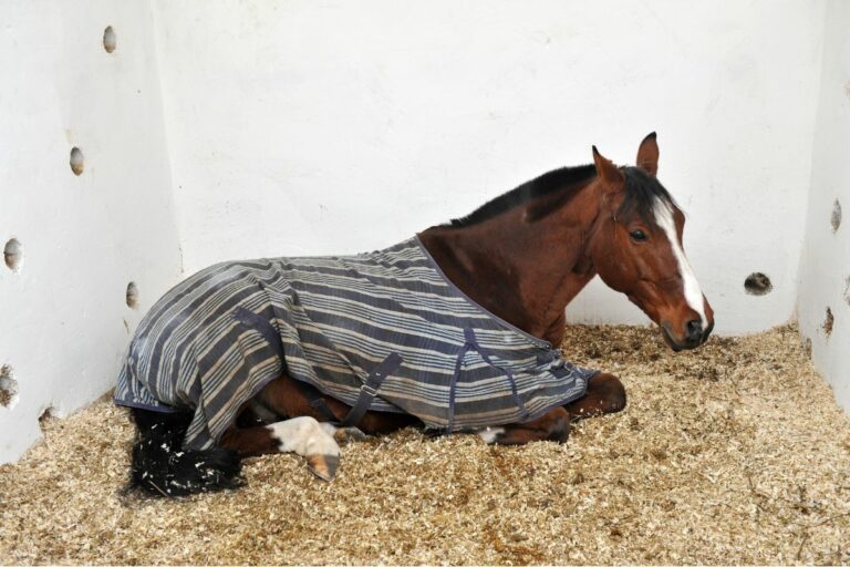 Anemia infecciosa equina: entenda o que é, impacto e sintomas