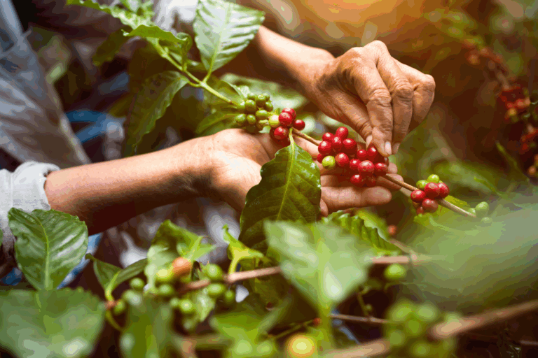 Ciência brasileira dá destino inovador às folhas do café