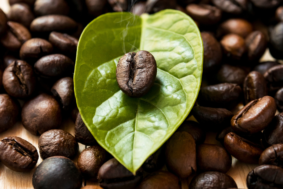 folhas do café