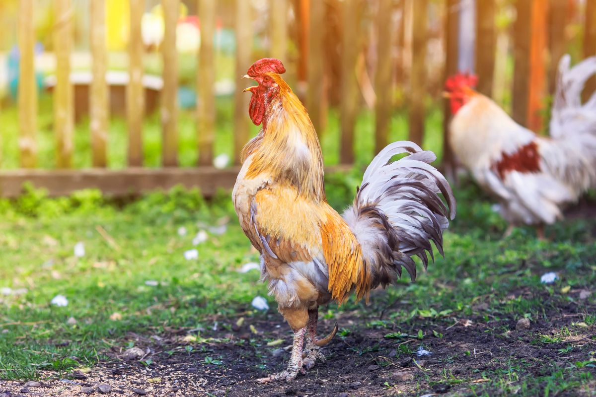 Foto: Adobe Stock