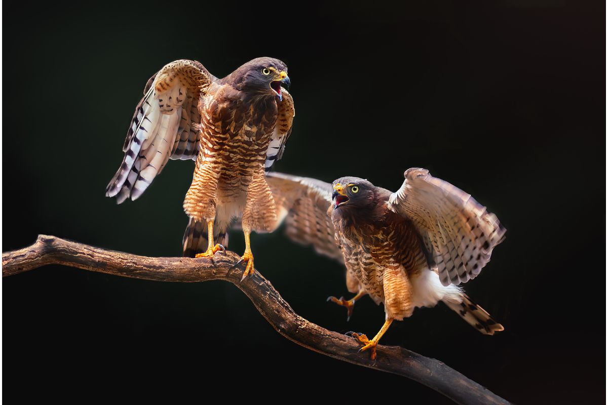 Gavião-carijó. Foto: Adobe Stock