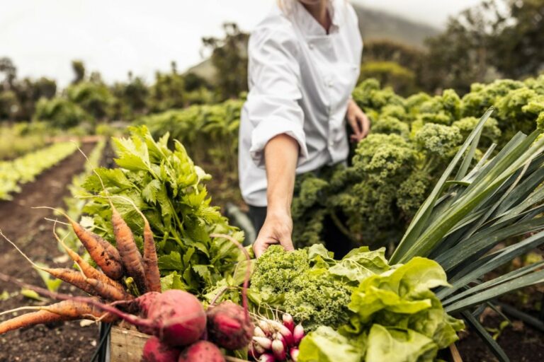 Hortaliças registram queda nos principais mercados atacadistas em setembro
