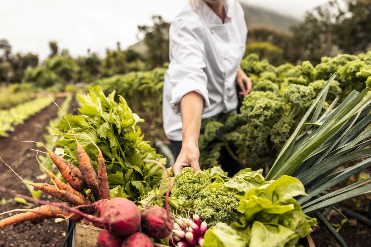 Alface, batata, cebola, cenoura e tomate ficaram mais baratos na comparação com agosto. Foto: Adobe Stock