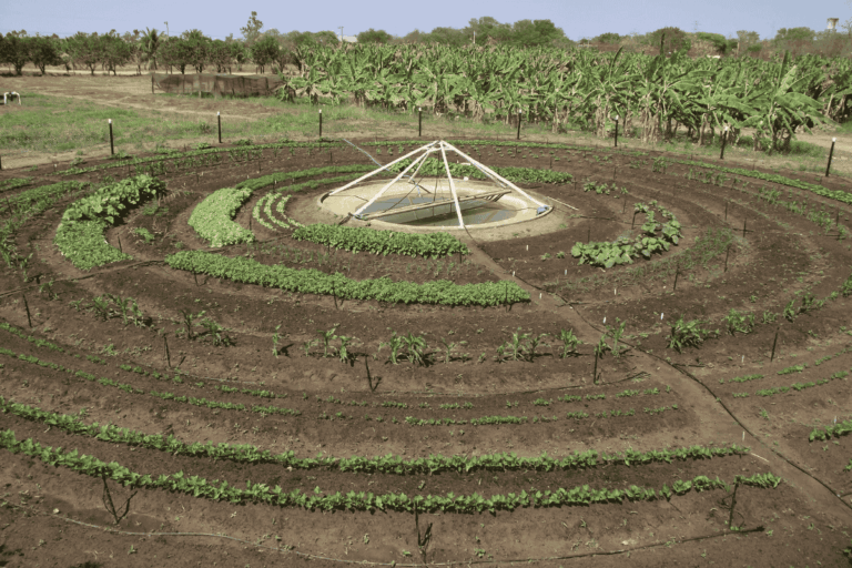 MG: sustentabilidade e renda crescem com hortas circulares