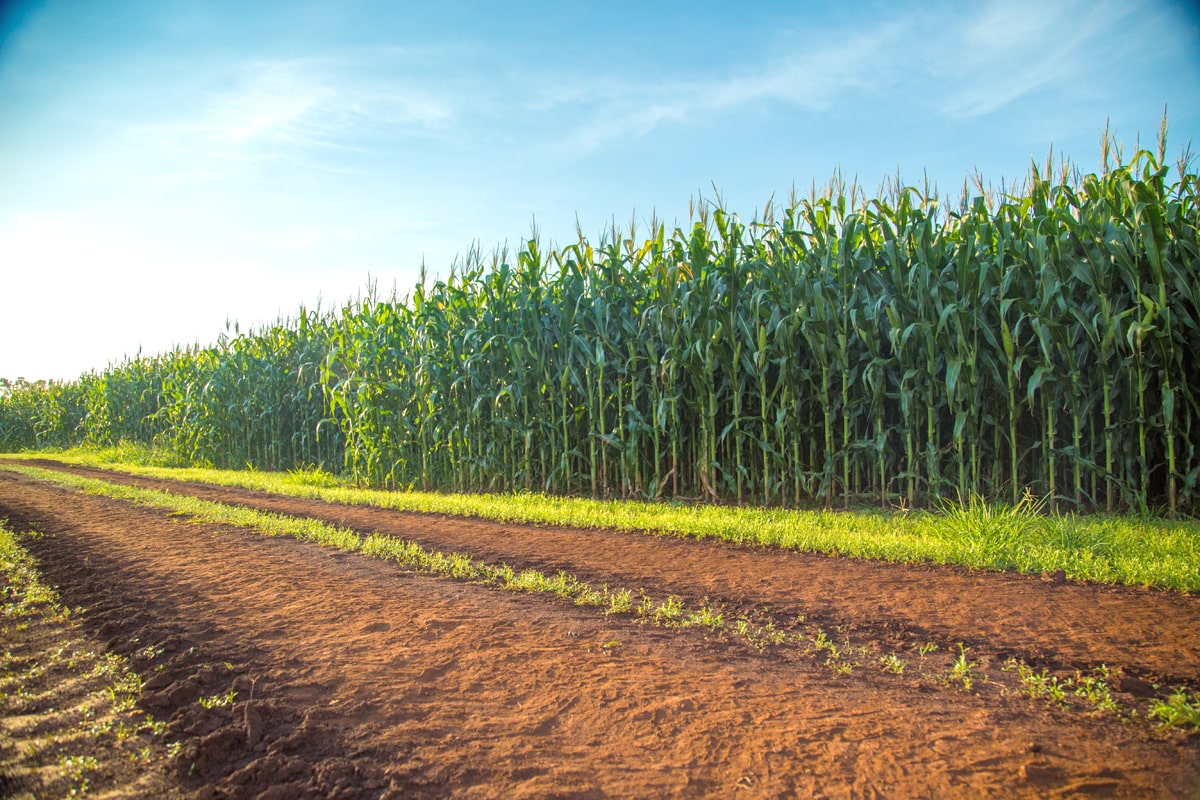Inovação biotecnológica transforma o manejo agrícola no Brasil
